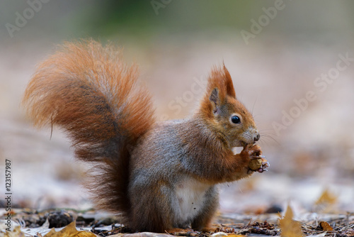 Squirrel with nut in its mouth © jonnycana