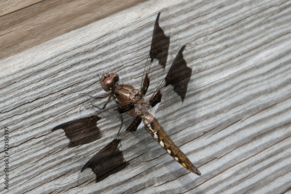 Fototapeta premium Black-Winged Dragonfly