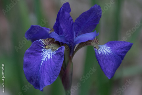 Fototapeta Naklejka Na Ścianę i Meble -  Purple Iris