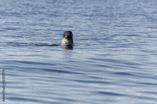 Grey harbour seal facing into camera