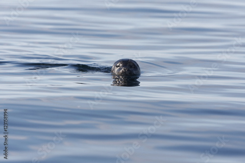 Harbour seal swimming, looking into camera