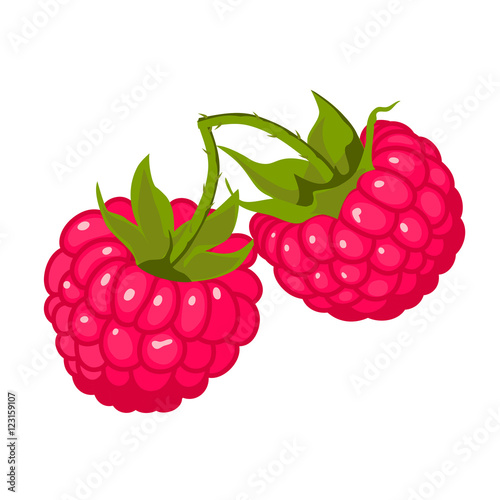 Ripe juicy berries of raspberry with leaves. Vector image.