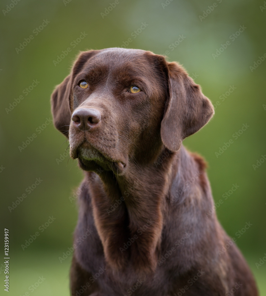 Brown Labrador Retriever Dog