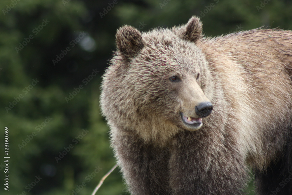 Young Grizzly Bear in Canada