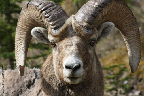 Nature at its best in Canada - Big horn sheep