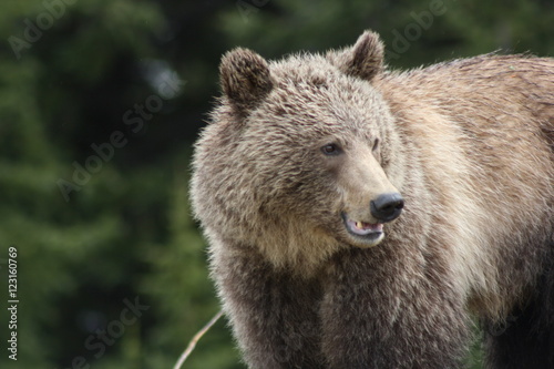 Young Grizzly Bear in Canada