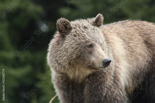 Young Grizzly Bear in Canada