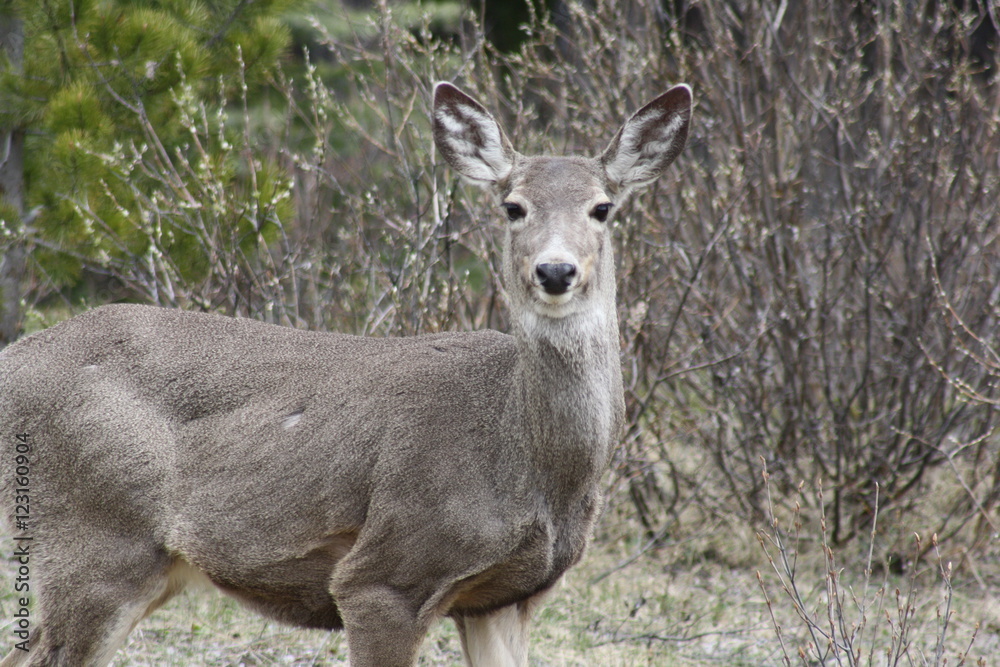 Deer in Banff Nationalpark, Canada