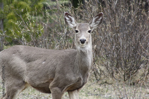 Deer in Banff Nationalpark  Canada
