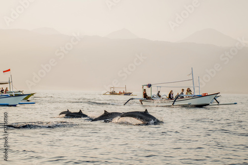 Bali free Dolphin Watching boat Lovina Beach 7