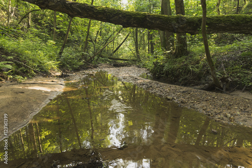 A small stream in the big woods.