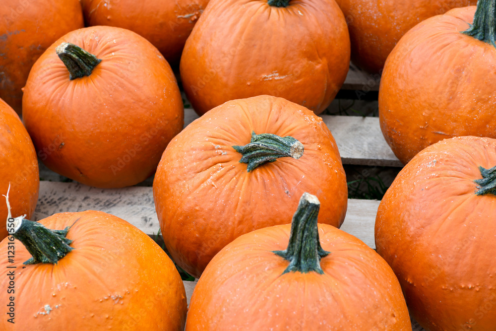 Halloween orange pumpkins in store just ready for sale Halloween orange pumpkins in store just ready for sale