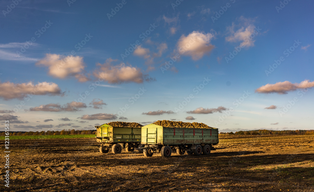 Obraz premium Rübenernte