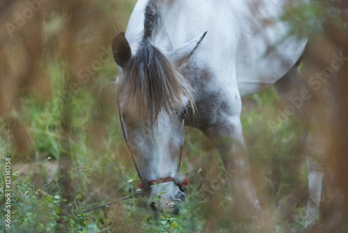 horse in farm field