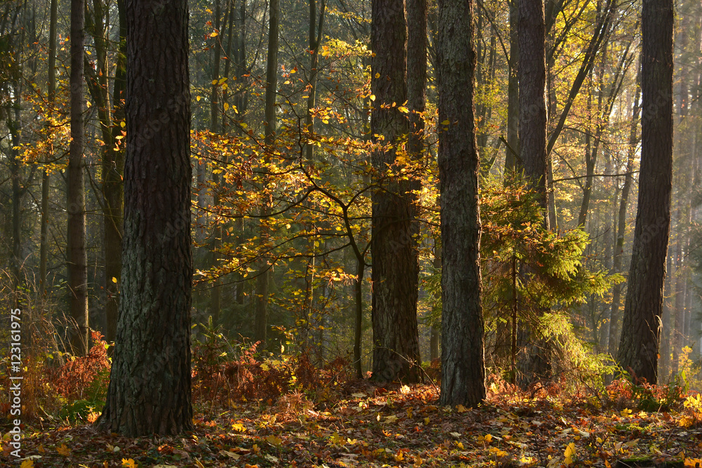 Fototapeta premium Autumn forest