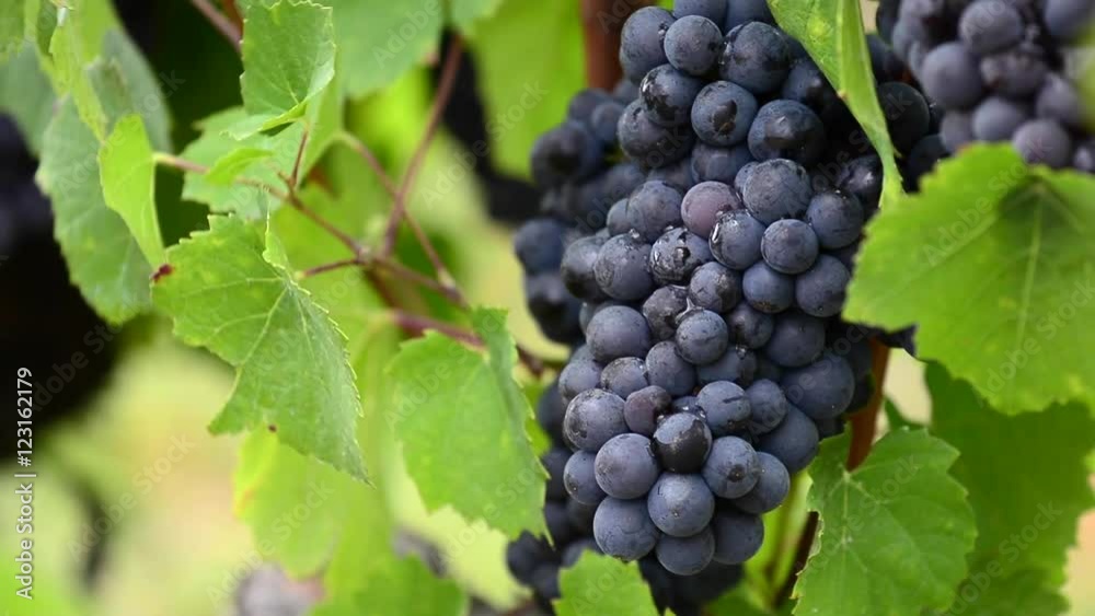 Close up of red grape of vine in vineyard before harvest Close up of red grape of vine in vineyard before harvest