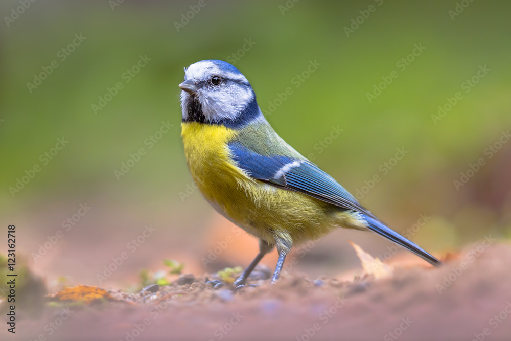 Fototapeta premium Eurasian blue tit walking on forest floor