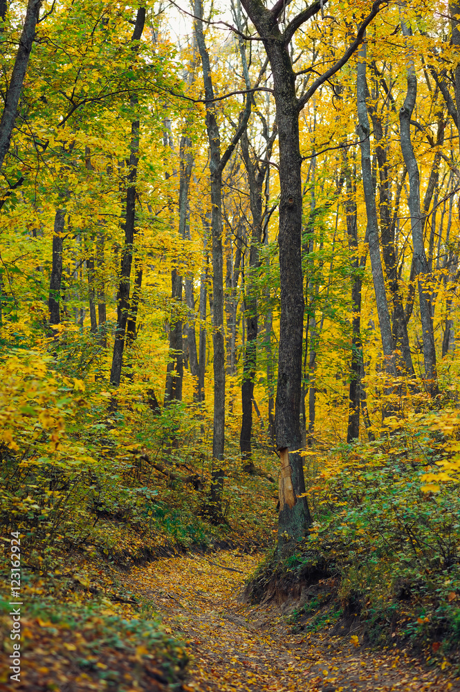 Fototapeta premium autumn forest