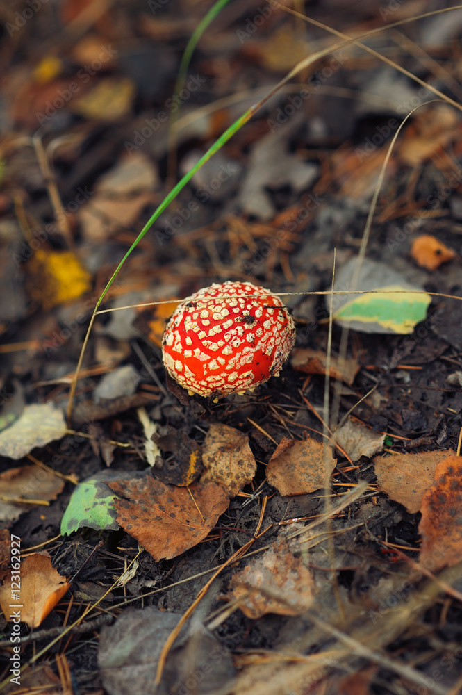 cup of red toadstool cup of red toadstool