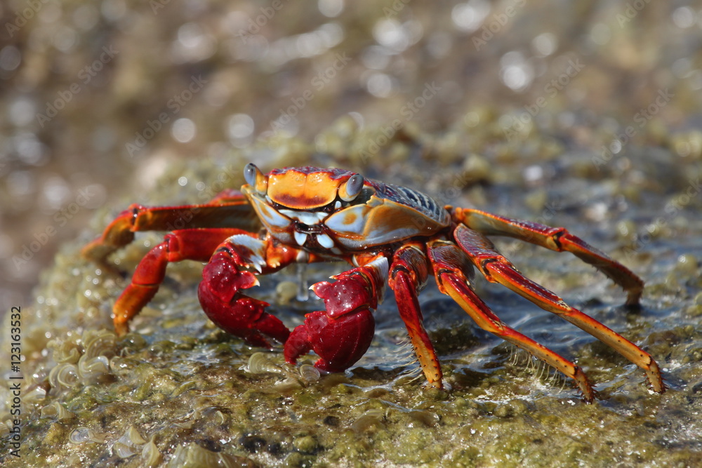 Sally Lightfoot Crab sitting on rock Sally Lightfoot Crab sitting on rock