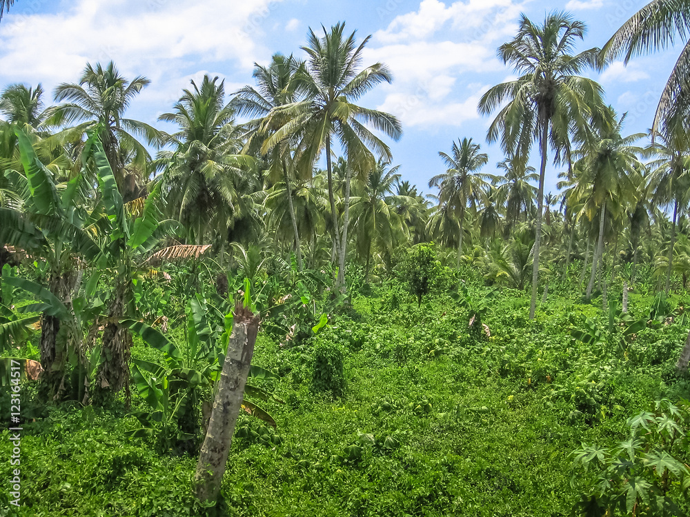 The dense forest of palm trees coconut in Samana Peninsula that surrounds the Playa Rincon in the northeast of the Dominican Republic.