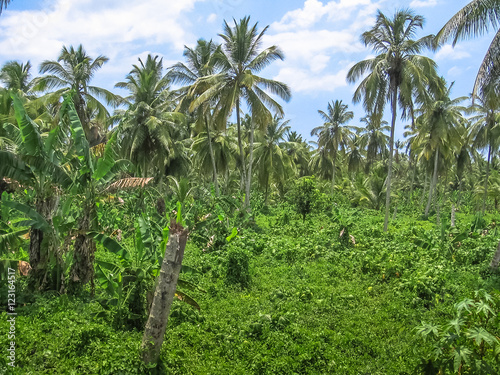 The dense forest of palm trees coconut in Samana Peninsula that surrounds the Playa Rincon in the northeast of the Dominican Republic.