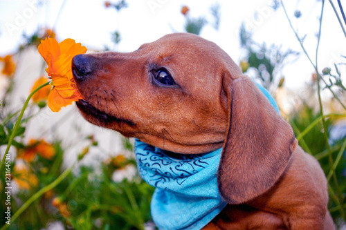 Red Dachshund Puppy with a Blue Country Bandana Nibbles on a Cosmo flower in the garden. Whimsical and funny pup in a rural setting of flowers in the background.
