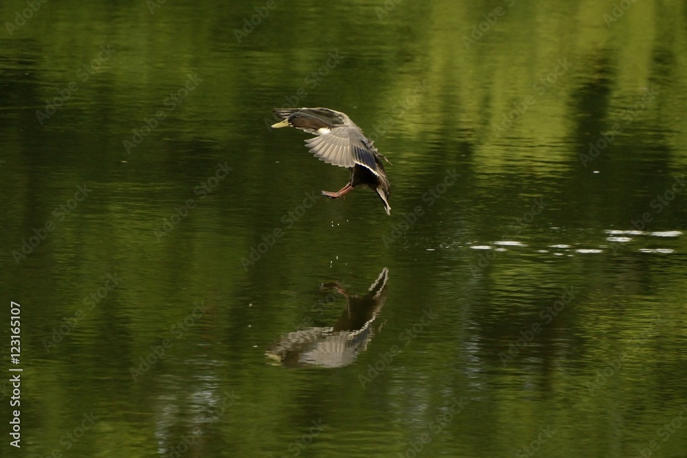 duck duck