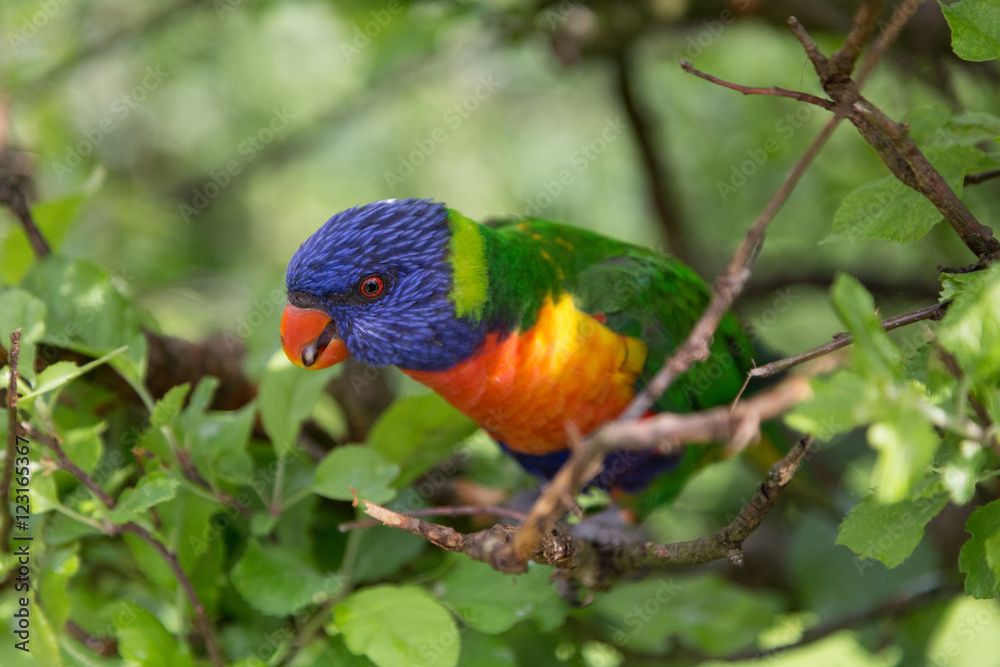 Rainbow Lorikeet in a zoo.