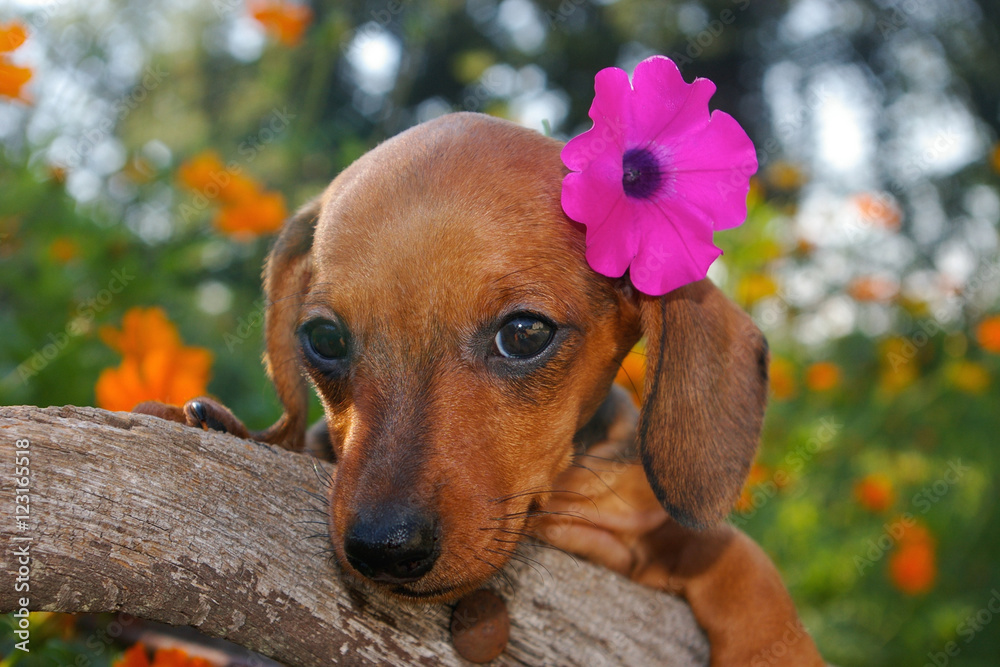 Aloha Hawaiian Dachshund Puppy
Red smooth-haired dachshund pup with a magenta petunia flower tucked behind her ear. 