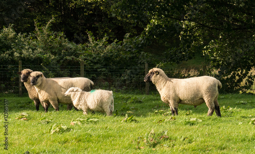 Side view of Shropshire sheep in meadow © steheap