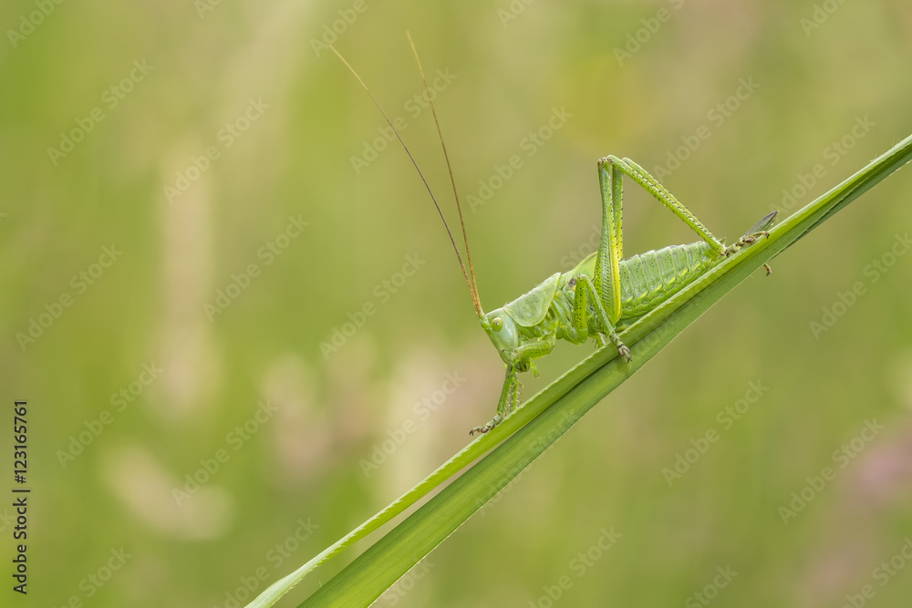 Great Green Bush-cricket, Tettigonia viridissima Great Green Bush-cricket, Tettigonia viridissima