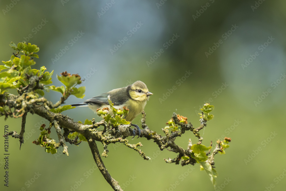 Obraz premium Juvenile Eurasian blue tit