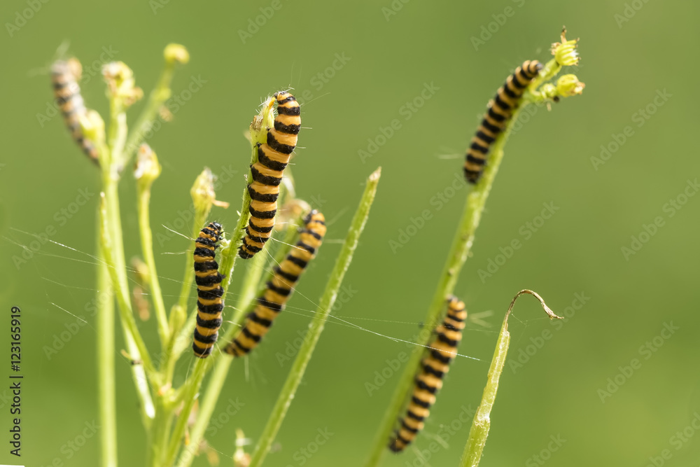 Yellow and black striped Cinnabar caterpillars feeding