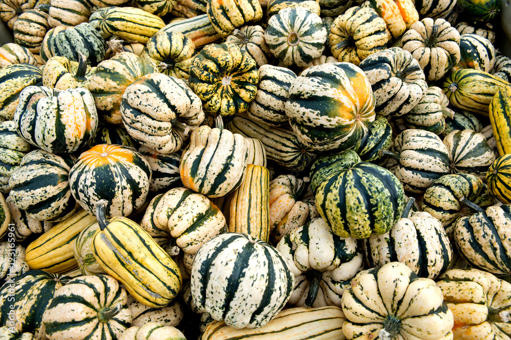 Different colored pumpkins in store ready for sale