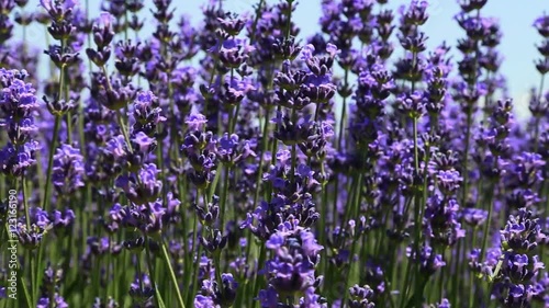 Lavender Flower Field In Summer in Yili, Xinjiang, China. photo