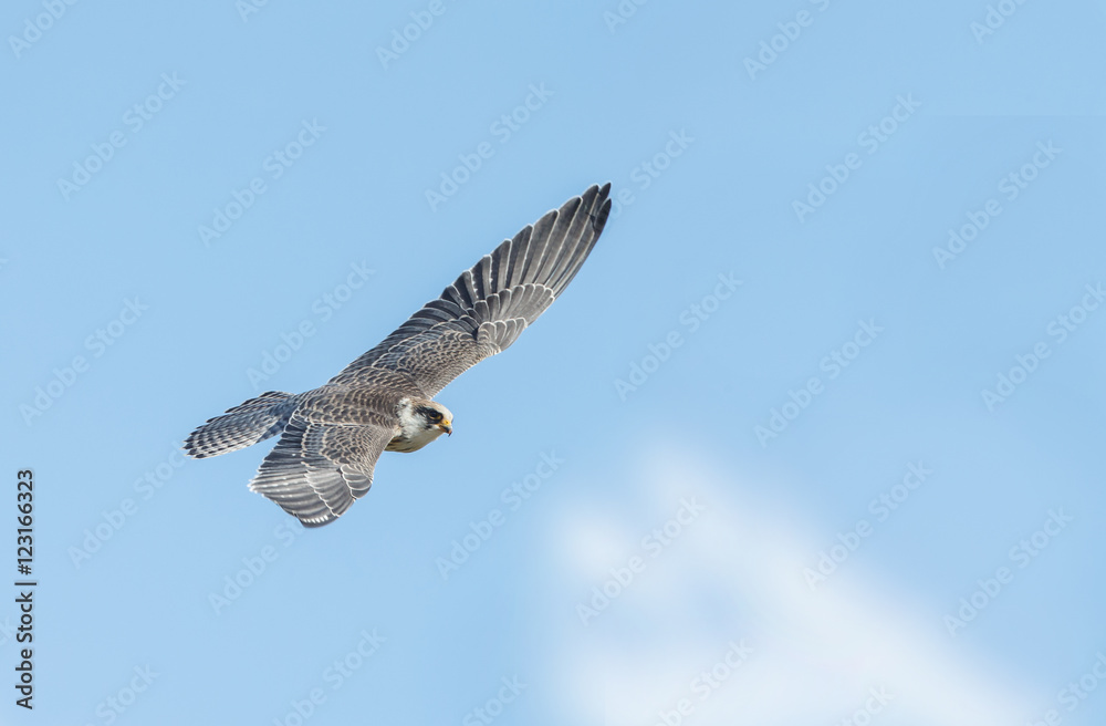 Fototapeta premium Red-footed falcon hunting for dragonfly 