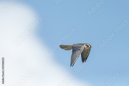 Red-footed falcon hunting for dragonfly
