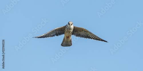 Fotografie Red-footed falcon hunting for dragonfly