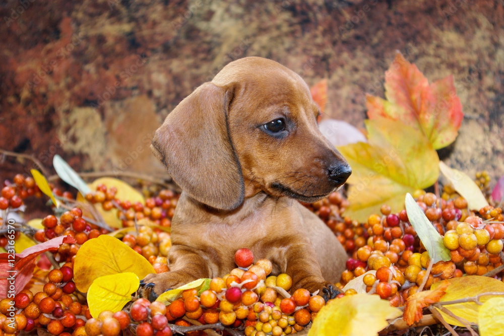 Adorable Fall Themed Dachshund Puppy in an autumn holiday scene of red, yellow and orange colored leaves and berries. Profile view of a miniature red smooth haired dachshund puppy 