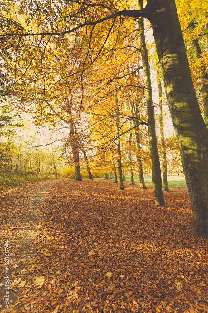 Obraz premium Autumnal trees in sunshine.