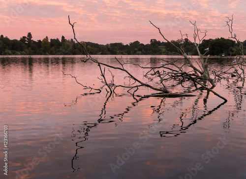 Reflection of old tree on mere at Ellesmere Shropshire