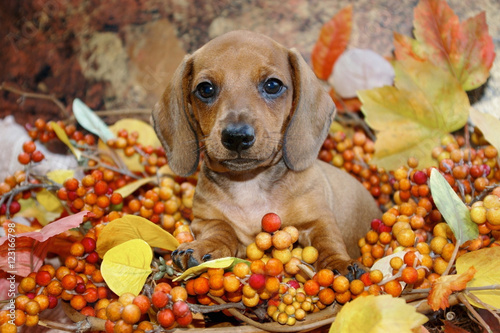 Autumn Holiday Dachshund Puppy in a fall scene of colored leaves and berries. Front on view of a miniature red smooth haired dachshund puppy dog in a fall display.