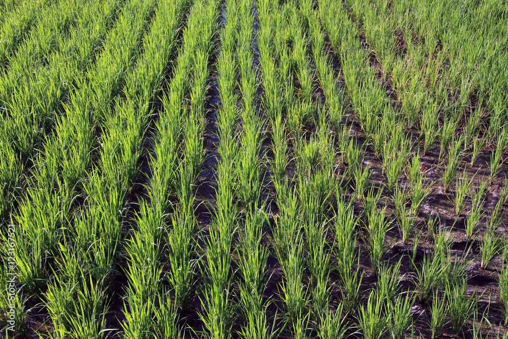 Rice field paddy texture/background Rice field paddy texture/background