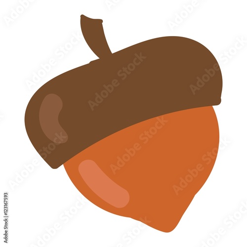 Dried acorns flat vector illustration.