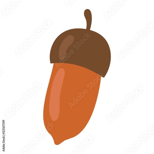 Dried acorns flat vector illustration.