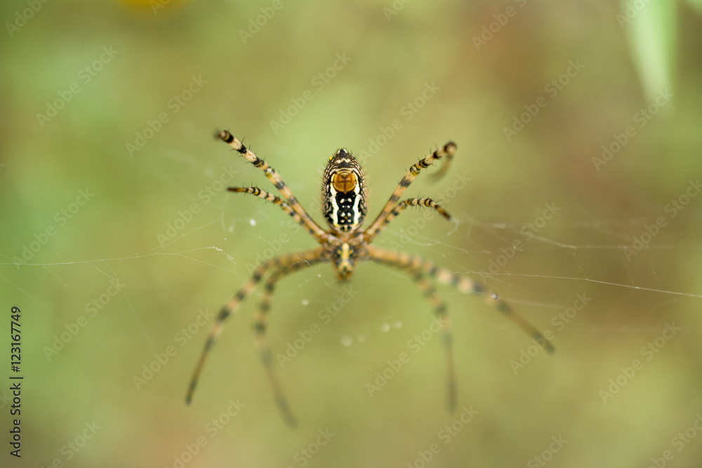 La araña muestra su tronco. La araña muestra su tronco.