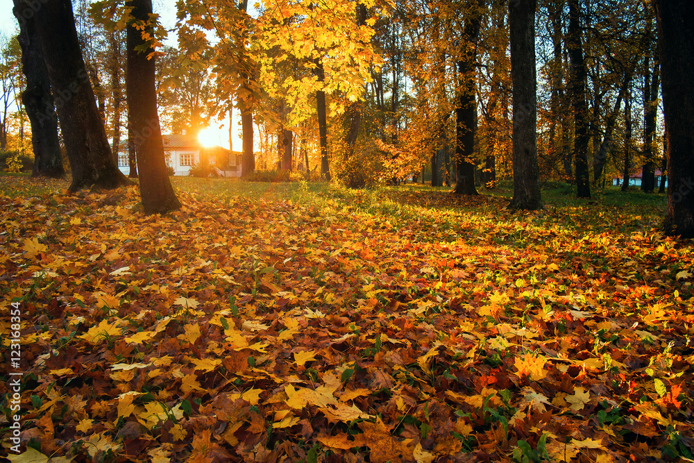 Forest Landscape - Autumn sunset light