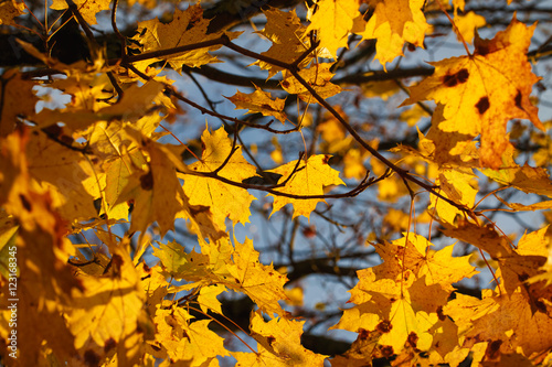 Autumn leaves in backlight. Background