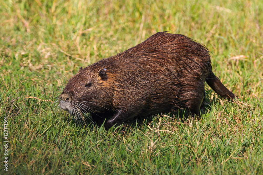 The muskrat (Ondatra Zibethica) walking on the grass The muskrat (Ondatra Zibethica) walking on the grass